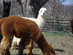 Alpacas